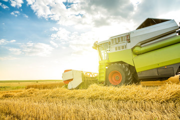 Fototapeta premium Combine harvester in action on wheat field