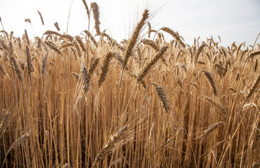 Fototapeta premium wheat