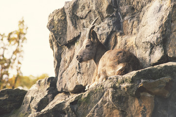wild goat on rocks