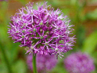 pink ornamental garlic in the garden