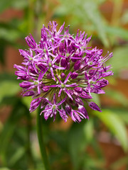 pink ornamental garlic in the garden