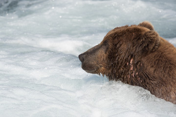 Large Alaskan brown bear in rapids