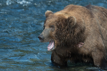 Alaskan brown bear in water