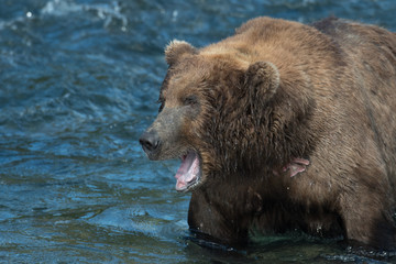 Fototapeta na wymiar Alaskan brown bear in water