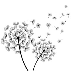 White background with two stylized black dandelions