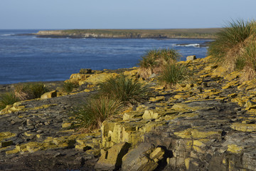 Lichen covered rocks along the cliffs of Bleaker Island in the Falkland Islands.