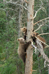 Three Alaskan brown bear cubs