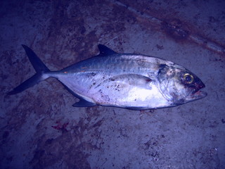Tuna