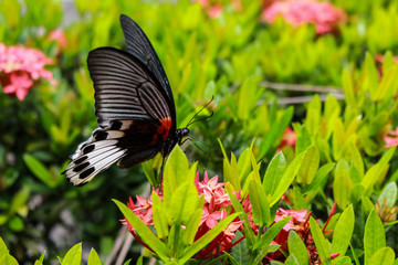 Fototapeta premium Butterfly sucking nectar from flower spike red stamens.