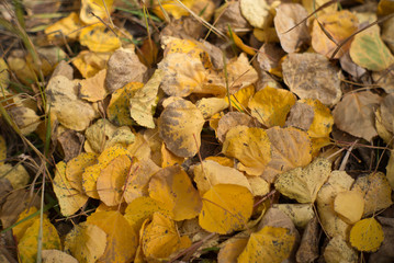 aspen trees and leaves
