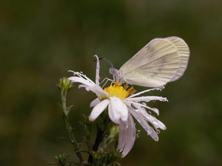 white butterfly on a white flower