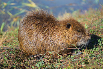 wild nutria in Hula Lake nature reserve, Hula Valley, Israel