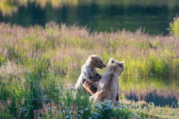 Brown bear sow and cub