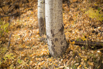 aspen trees and leaves