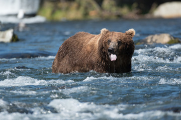 Obraz na płótnie Canvas Large Alaskan brown bear in river