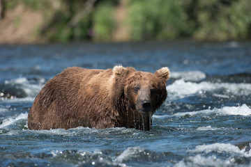 Obraz premium Large Alaskan brown bear in river