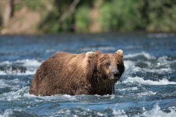 Fototapeta na wymiar Large Alaskan brown bear in river