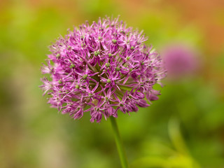 Obraz premium ornamental garlic on a white background