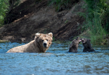 Fototapeta na wymiar Alaskan brown bear sow and two cubs