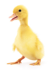 One yellow duckling.