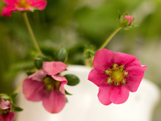 overhanging strawberries in a white pot