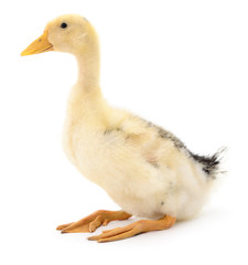 One yellow duckling.