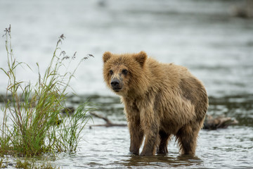 Obraz premium Alaskan brown bear cub