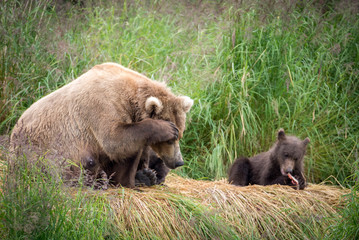Alaskan brown bear sow with cubs