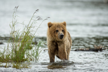 Alaskan brown bear cub © Tony Campbell