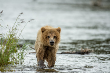 Naklejka premium Alaskan brown bear cub