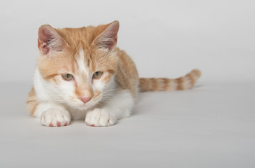Obraz premium Cute yellow tabby cat on white
