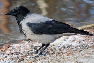 Hooded crow side view