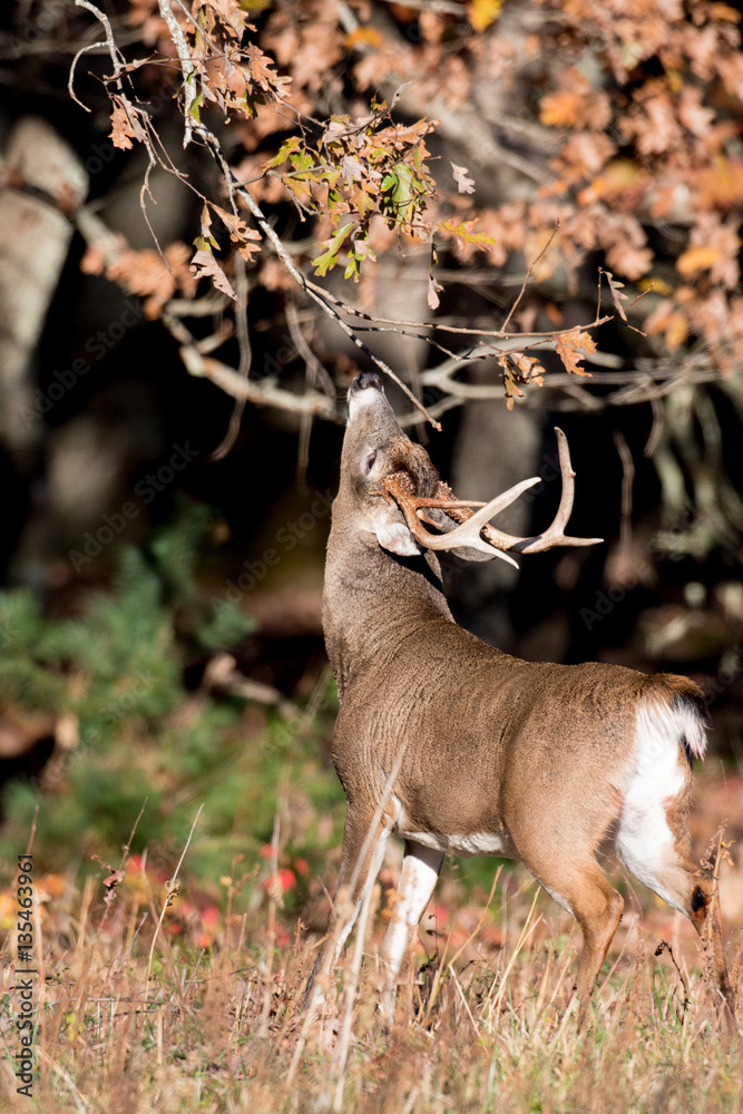 Wall mural large white-tailed deer buck