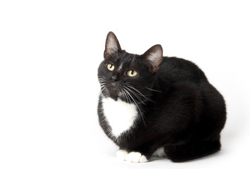 Cute tuxedo cat on white