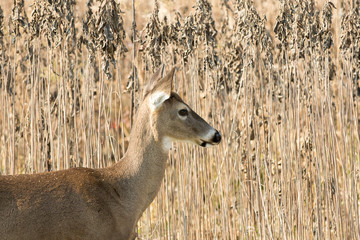 white-tailed deer doe in weeds