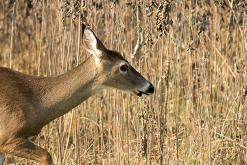 white-tailed deer doe in weeds