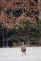 Large white-tailed buck