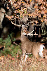 Large white-tailed deer buck