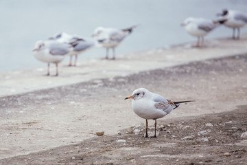 seagulls communicating by the river Danube