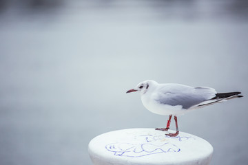 seagull sitting on bollard