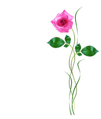 Flower bud roses on a white background