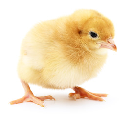 Obraz premium Small yellow chicken.