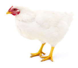 White hen isolated.
