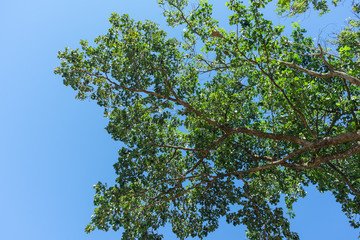 Green tree with branches