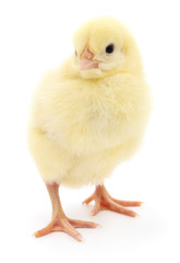 Fototapeta premium Small yellow chicken.
