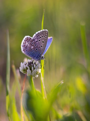  butterfly sitting on the grass