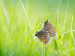 two butterflies sitting on the grass