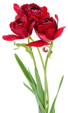 Three red tulips.