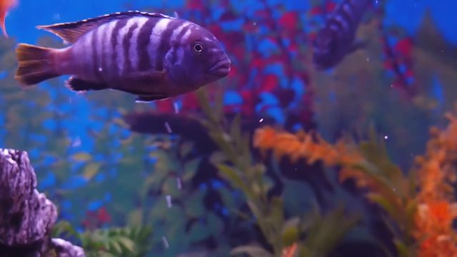 A cichlid aquarium, Full hd
