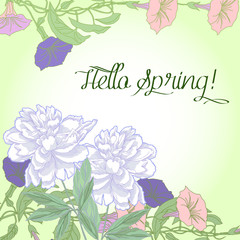 Spring  background with bindweed and white peonies